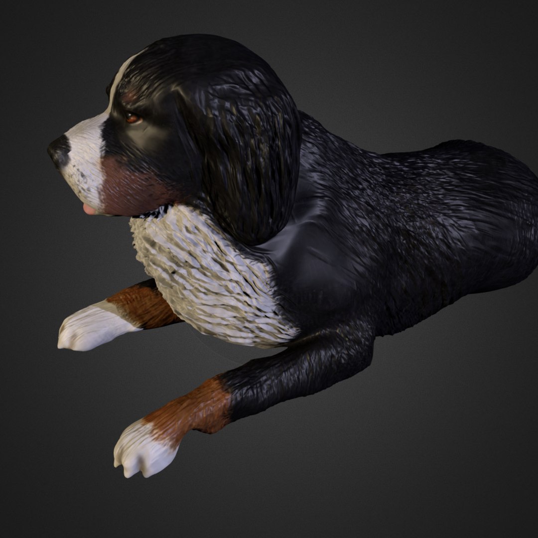 Bernese Mountain Dog 3ds