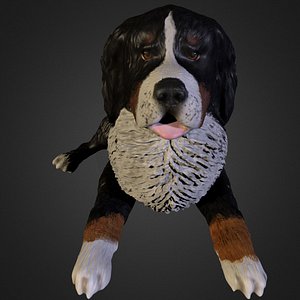 Bernese Mountain Dog