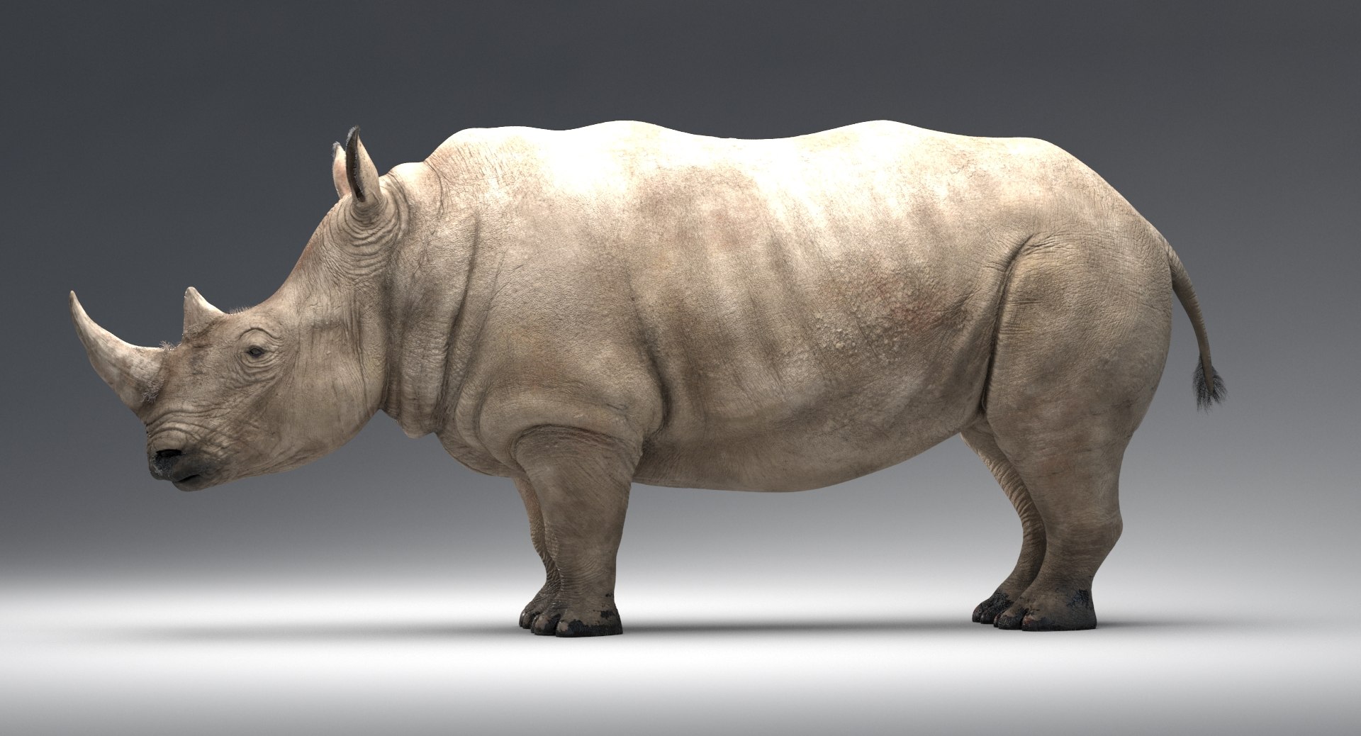 Max Rhinoceros Rhino