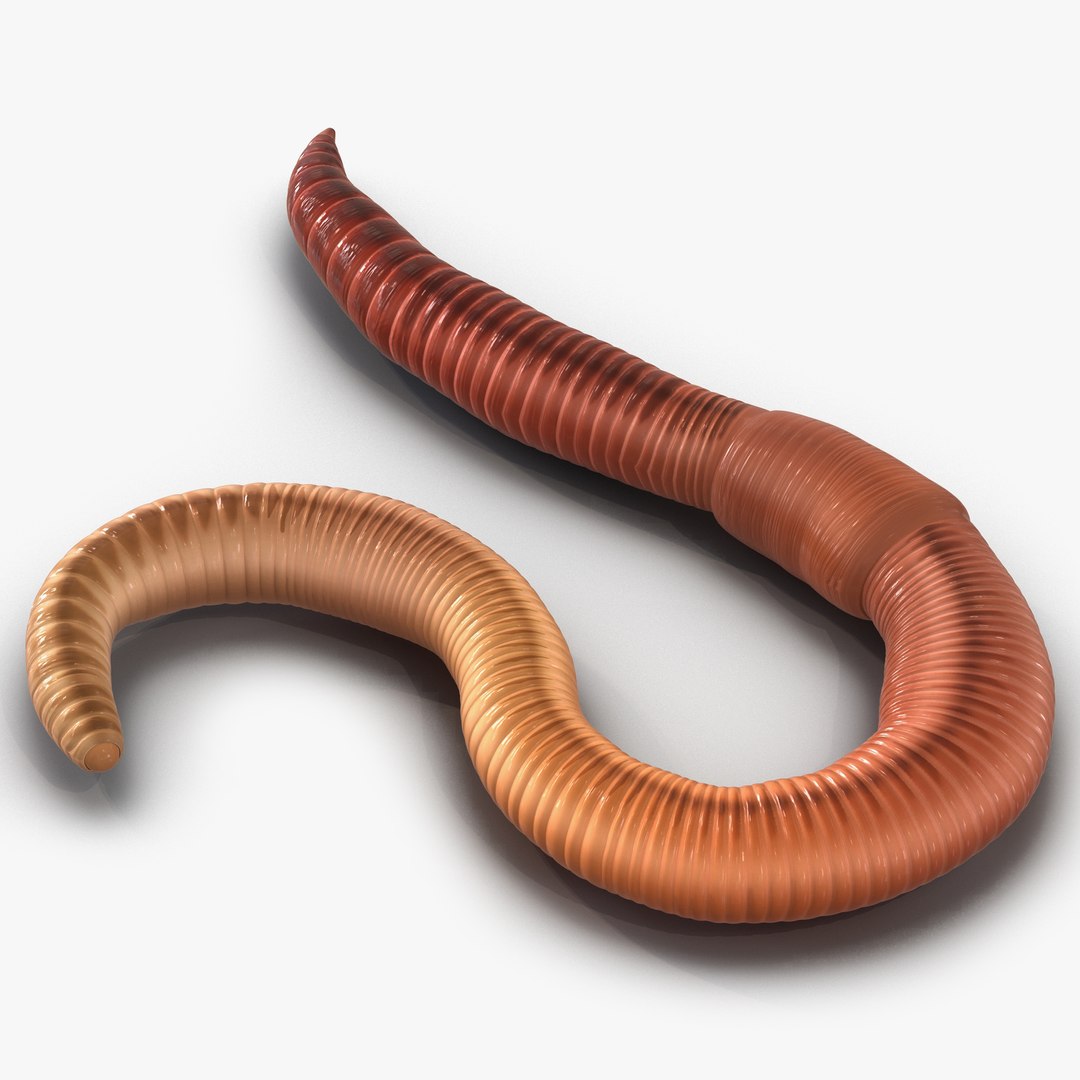 Earth Worm Rigged 3D model preview