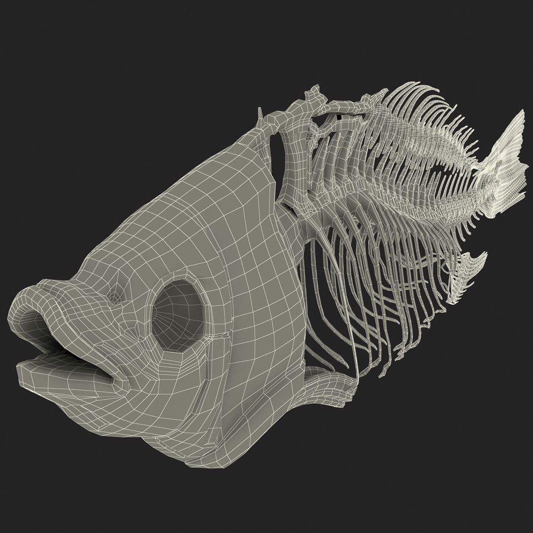 3d model https://p.turbosquid.com/ts-thumb/ei/ZKKmzZ/150D0QS9/fishskeleton_93/jpg/1405525804/1920x1080/fit_q87/06885bb0fb0af0837dc6ab9a4df96dc600bd8808/fishskeleton_93.jpg