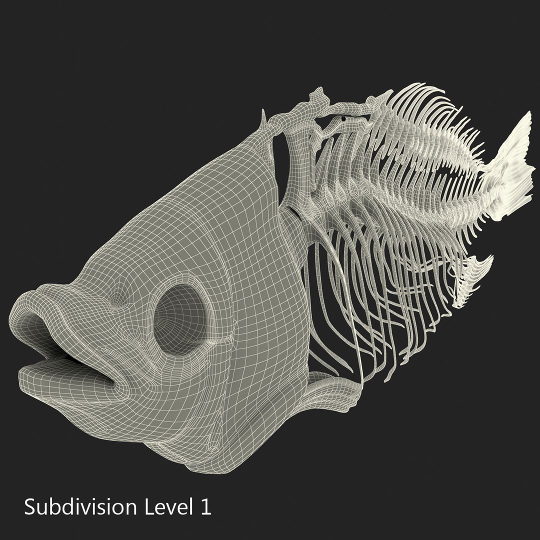 3d model https://p.turbosquid.com/ts-thumb/ei/ZKKmzZ/1FdjJ713/fishskeleton_6/jpg/1405525666/1920x1080/fit_q87/ea8d49be3aad6a6eff71f9571371bf5f80cdfe2c/fishskeleton_6.jpg
