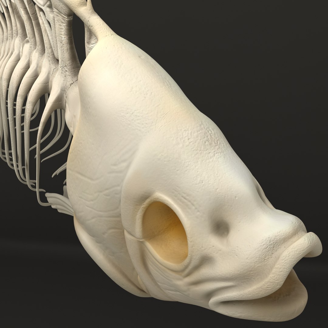 3d model https://p.turbosquid.com/ts-thumb/ei/ZKKmzZ/6SJaVLXl/fishskeleton_17/jpg/1405525640/1920x1080/fit_q87/681052945f46241450d62888b457ed404d6c37a4/fishskeleton_17.jpg