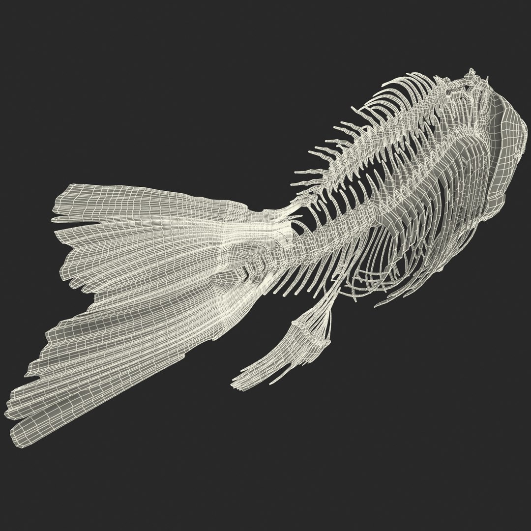3d model https://p.turbosquid.com/ts-thumb/ei/ZKKmzZ/8AjnZsLr/fishskeleton_97/jpg/1405525812/1920x1080/fit_q87/bb95fe820498ff5c6db8e3b222484769c771788f/fishskeleton_97.jpg