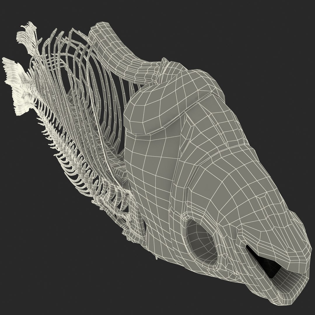 3d model https://p.turbosquid.com/ts-thumb/ei/ZKKmzZ/9sh4RiYc/fishskeleton_98/jpg/1405525814/1920x1080/fit_q87/1089f922055ef1ef80b561b1e0d15c356b745a0a/fishskeleton_98.jpg