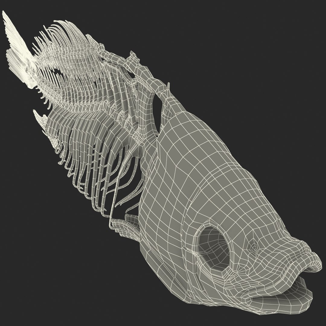 3d model https://p.turbosquid.com/ts-thumb/ei/ZKKmzZ/BPUYLuyD/fishskeleton_96/jpg/1405525840/1920x1080/fit_q87/42bef86b988c4adf91ce798d2a98524d0911662c/fishskeleton_96.jpg
