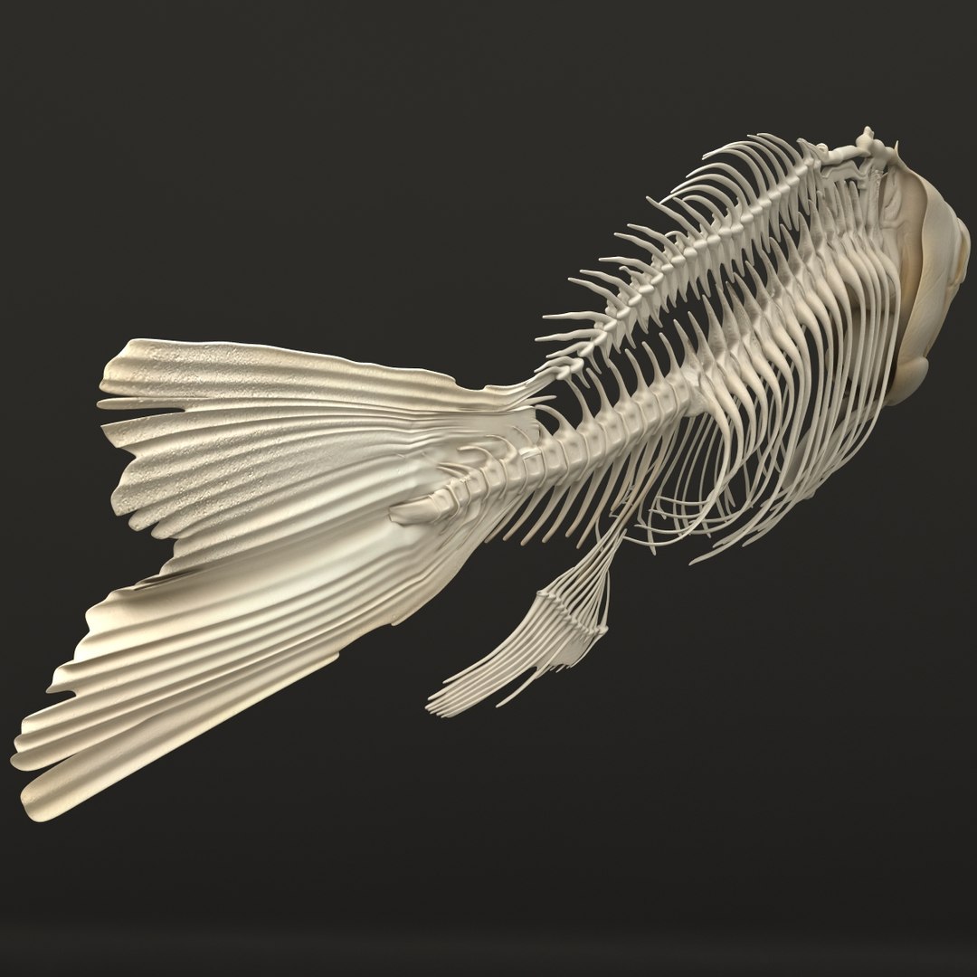 3d model https://p.turbosquid.com/ts-thumb/ei/ZKKmzZ/DeH8FgCH/fishskeleton_13/jpg/1405525679/1920x1080/fit_q87/972bc0e86d888b2790d6f4154cd4f5499469cb1b/fishskeleton_13.jpg