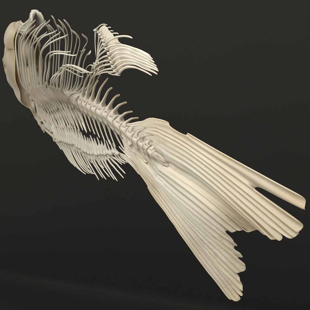 3d model https://p.turbosquid.com/ts-thumb/ei/ZKKmzZ/EEerePDh/fishskeleton_20/jpg/1405525645/1920x1080/fit_q87/a678966cab1183e1b4b457ed439f184a420db2a1/fishskeleton_20.jpg