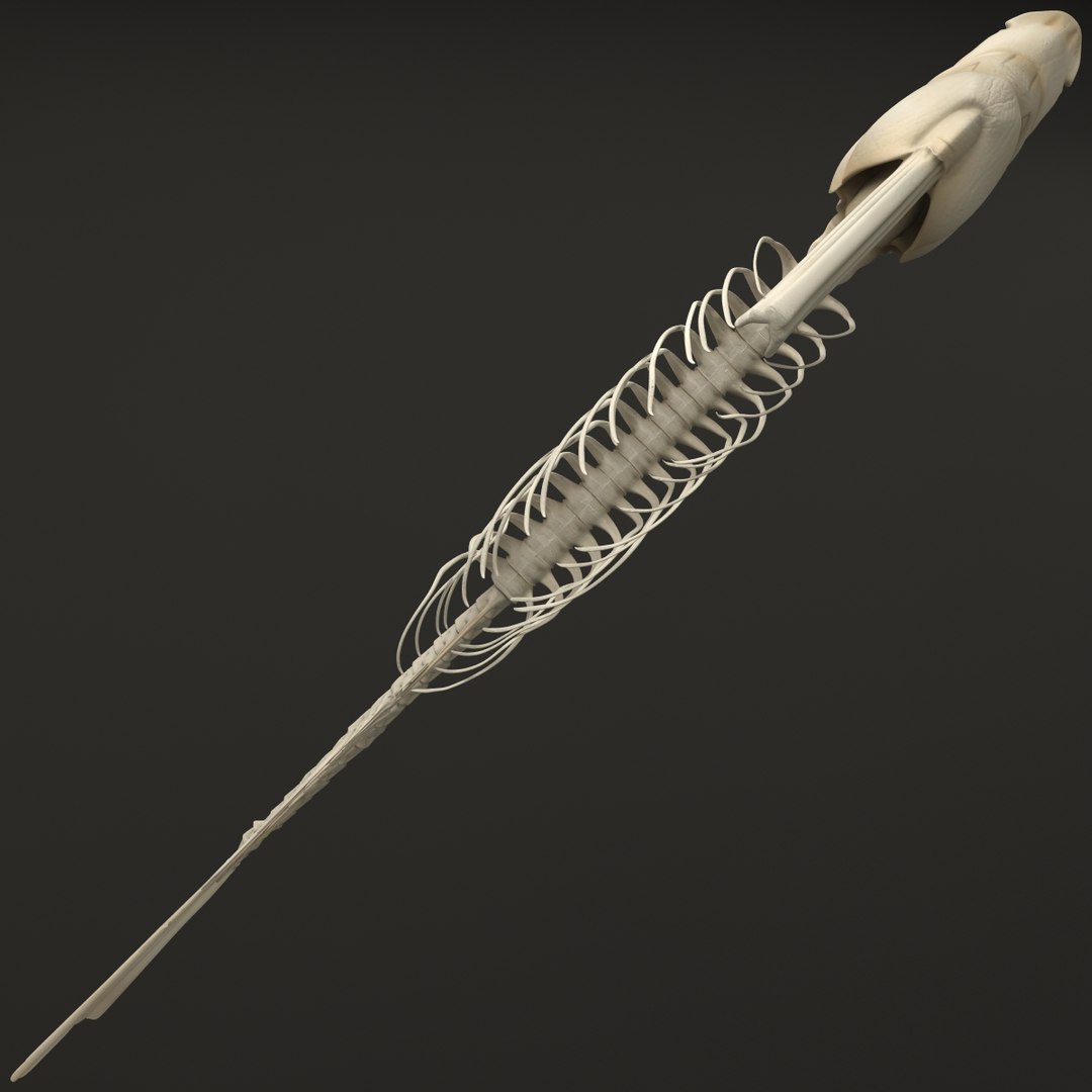 3d model https://p.turbosquid.com/ts-thumb/ei/ZKKmzZ/EKL2Hs28/fishskeleton_11/jpg/1405525675/1920x1080/fit_q87/635da6582a9a69260c6d3e6494bba2a45ddd998e/fishskeleton_11.jpg