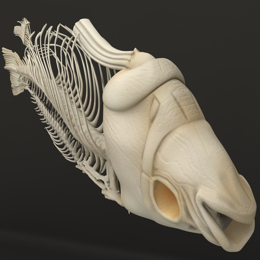 3d model https://p.turbosquid.com/ts-thumb/ei/ZKKmzZ/Fr2x3dE5/fishskeleton_19/jpg/1405525693/1920x1080/fit_q87/283021ced3733e2613e1bb8089bc4f0f54802b7b/fishskeleton_19.jpg