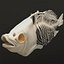 Fish Skeleton