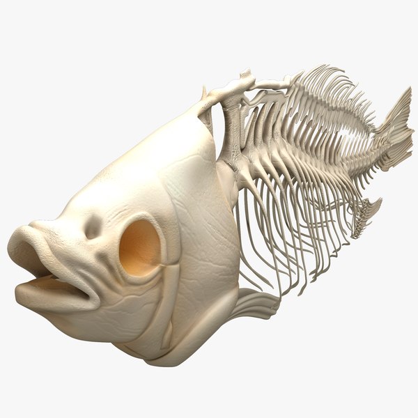 Fish Skeleton 3D Models for Download | TurboSquid