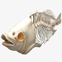 Fish Skeleton