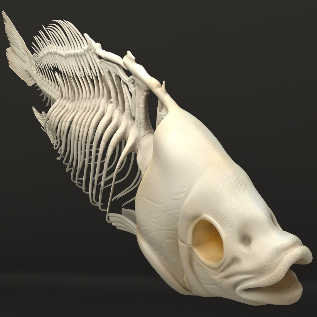 3d model https://p.turbosquid.com/ts-thumb/ei/ZKKmzZ/KPwTd2Rc/fishskeleton_12/jpg/1405525677/1920x1080/fit_q87/1ea7788f2821a103968d3af781f035935c560f29/fishskeleton_12.jpg