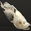 Fish Skeleton