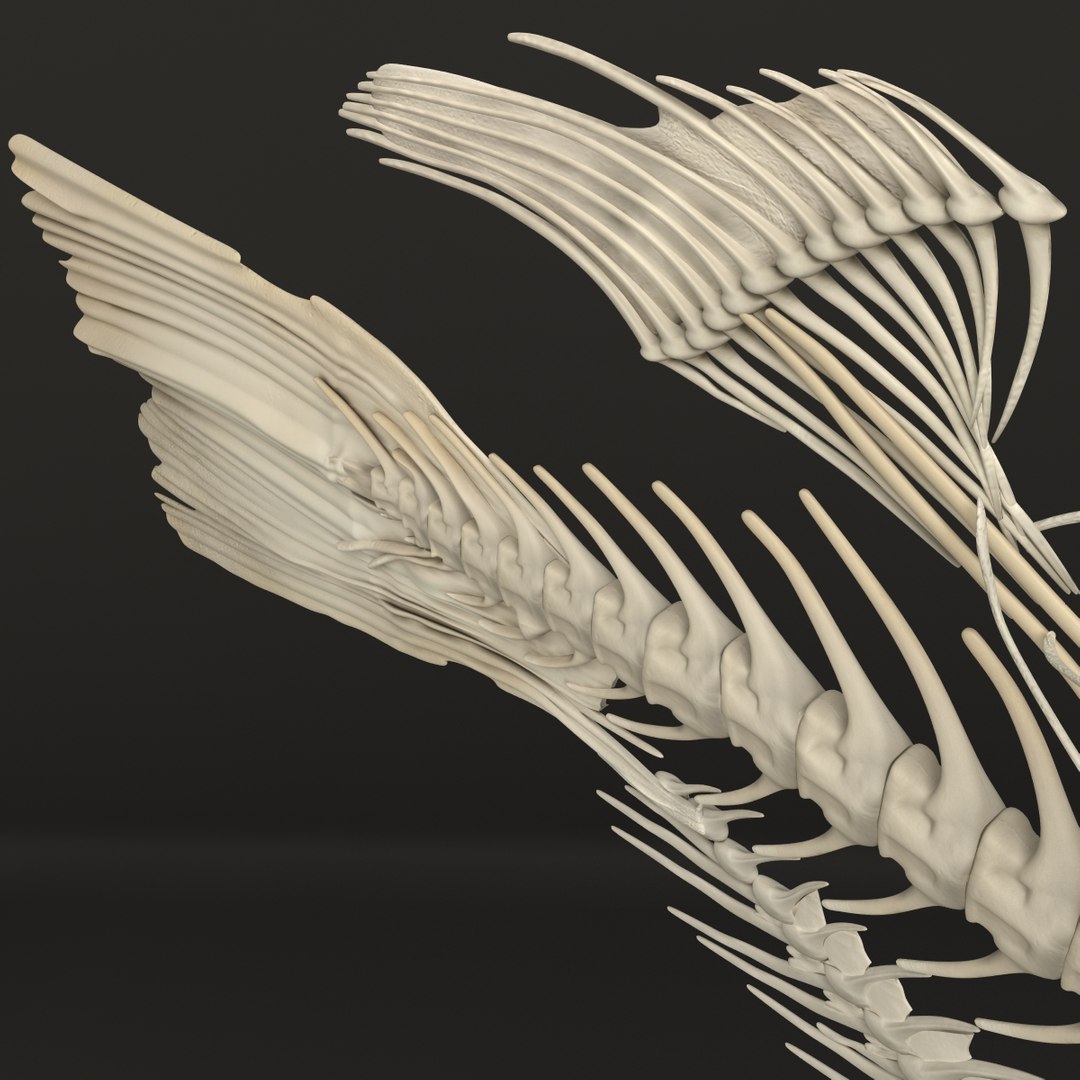 3d model https://p.turbosquid.com/ts-thumb/ei/ZKKmzZ/Sv2hpx33/fishskeleton_18/jpg/1405525672/1920x1080/fit_q87/8eb9185f1e541e3dbd60a69a33f151acbcc5c77e/fishskeleton_18.jpg