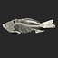 Fish Skeleton