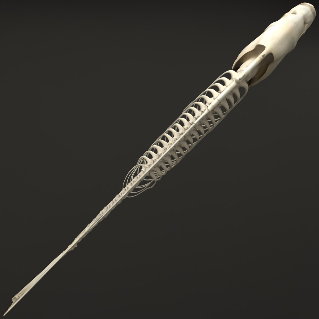 3d model https://p.turbosquid.com/ts-thumb/ei/ZKKmzZ/W9zy43Gq/fishskeleton_10/jpg/1405525673/1920x1080/fit_q87/382f25c0e346f08c6a5ff906e6cec1c046411dd7/fishskeleton_10.jpg