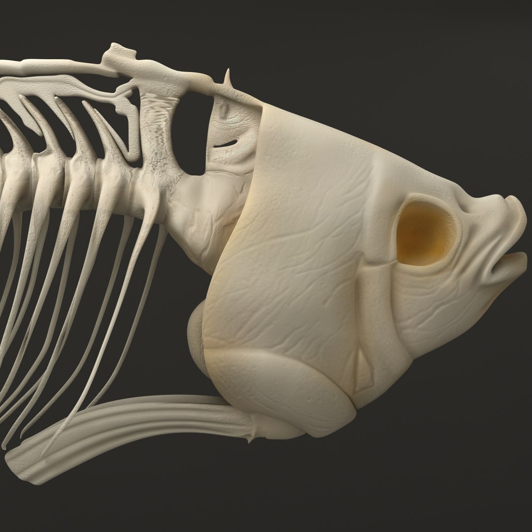 3d model https://p.turbosquid.com/ts-thumb/ei/ZKKmzZ/WP3yIVOj/fishskeleton_16/jpg/1405525686/1920x1080/fit_q87/9e92a4e19f716789906202dd82d20e18ab3f258f/fishskeleton_16.jpg