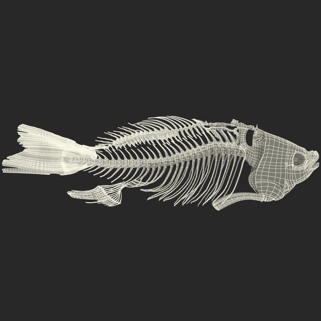 3d model https://p.turbosquid.com/ts-thumb/ei/ZKKmzZ/Zx5kzyvk/fishskeleton_94/jpg/1405525836/1920x1080/fit_q87/0e52c993988f6d47842006dc5270067d4ef1fce7/fishskeleton_94.jpg