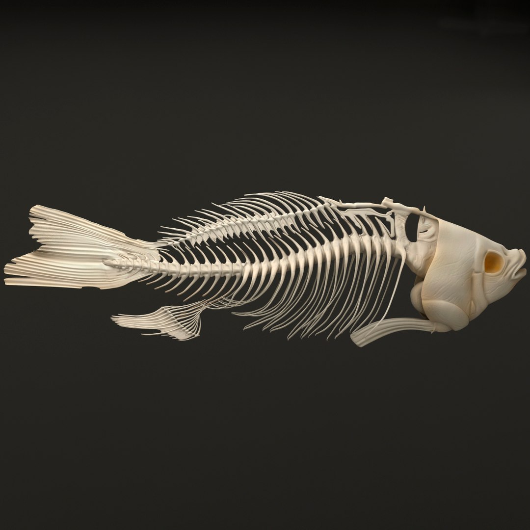 3d model https://p.turbosquid.com/ts-thumb/ei/ZKKmzZ/dYSlbCiZ/fishskeleton_9/jpg/1405525653/1920x1080/fit_q87/9544936b131f8c0fe5cb9452b55885cff0cbb497/fishskeleton_9.jpg