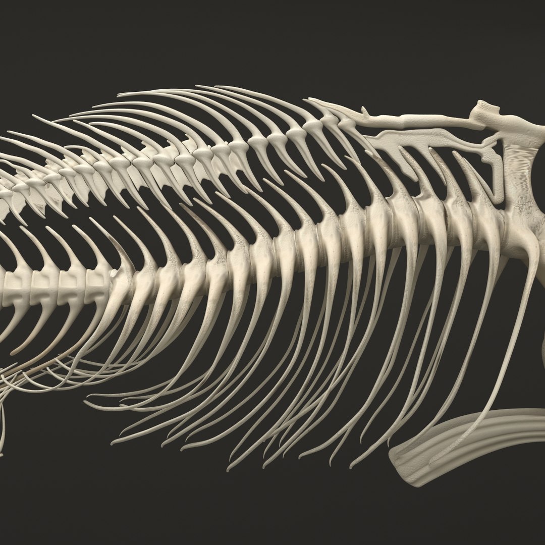 3d model https://p.turbosquid.com/ts-thumb/ei/ZKKmzZ/hmpUSlNd/fishskeleton_15/jpg/1405525665/1920x1080/fit_q87/a0f5ce4a071b7ec98429308b871f0b4bb3f73485/fishskeleton_15.jpg