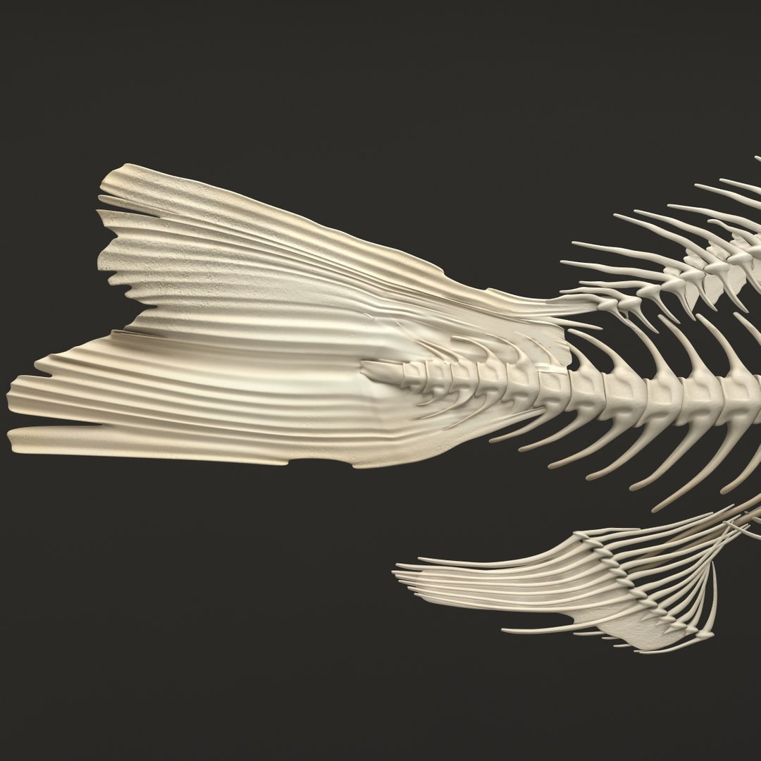 3d model https://p.turbosquid.com/ts-thumb/ei/ZKKmzZ/lMPHoUQE/fishskeleton_14/jpg/1405525682/1920x1080/fit_q87/3a575483a9e236480cf82954187b6eac49b1715e/fishskeleton_14.jpg