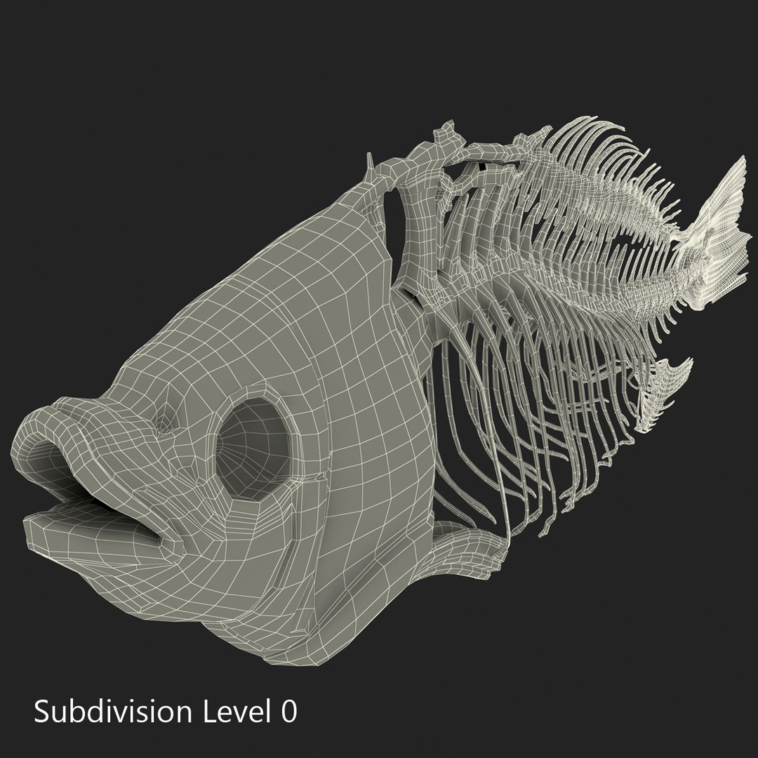3d model https://p.turbosquid.com/ts-thumb/ei/ZKKmzZ/leQZAUFJ/fishskeleton_5/jpg/1405525614/1920x1080/fit_q87/c872416e965f85ec0254b2eb3c4c32e16c12057e/fishskeleton_5.jpg