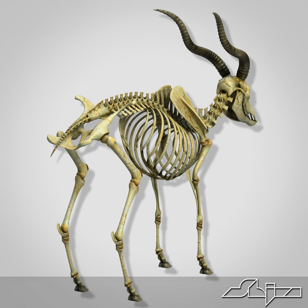 Goat Skeleton 2 3ds