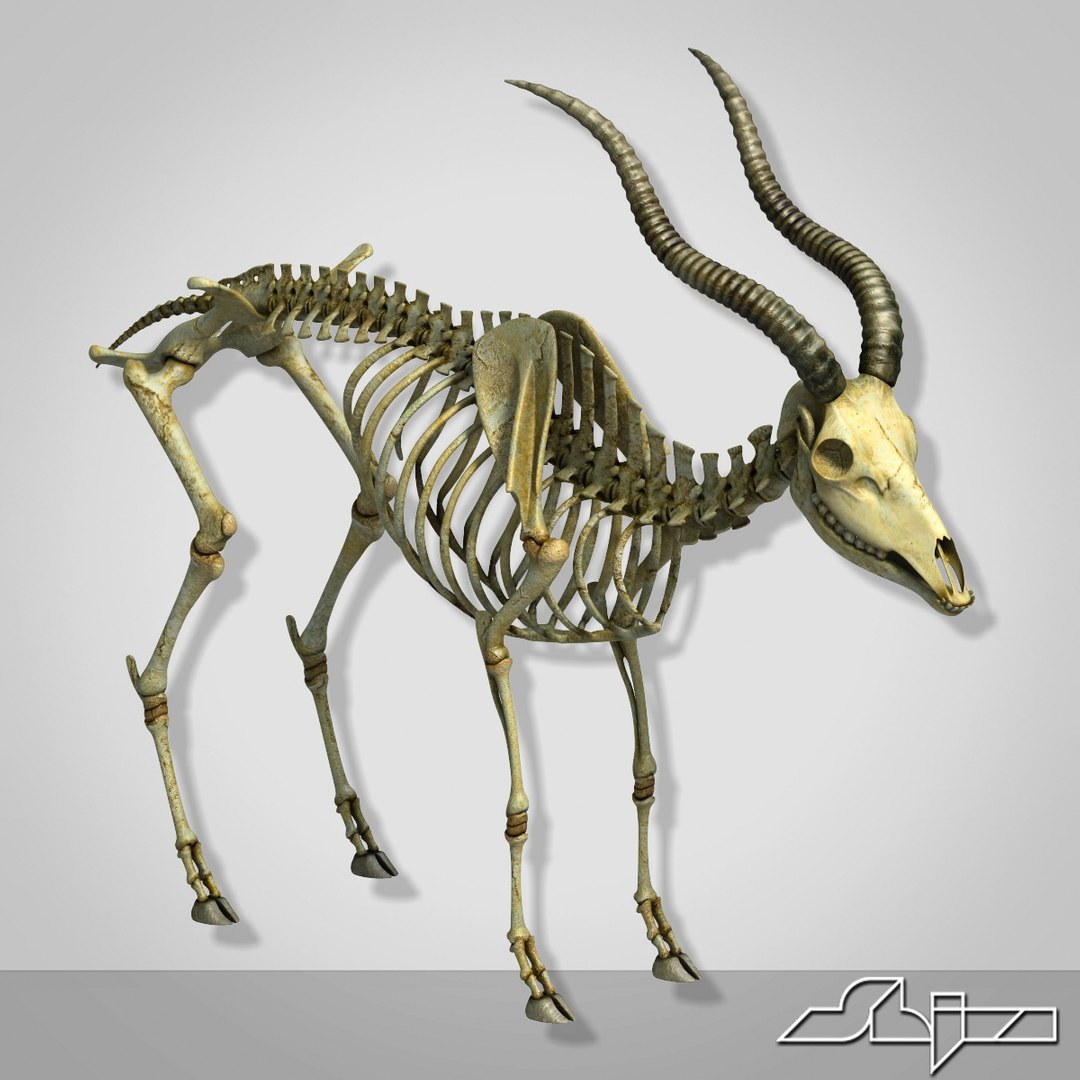 Goat Skeleton 2 3ds
