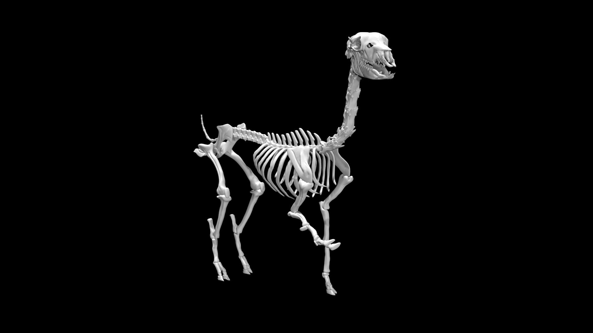alpacaskeleton2.jpg