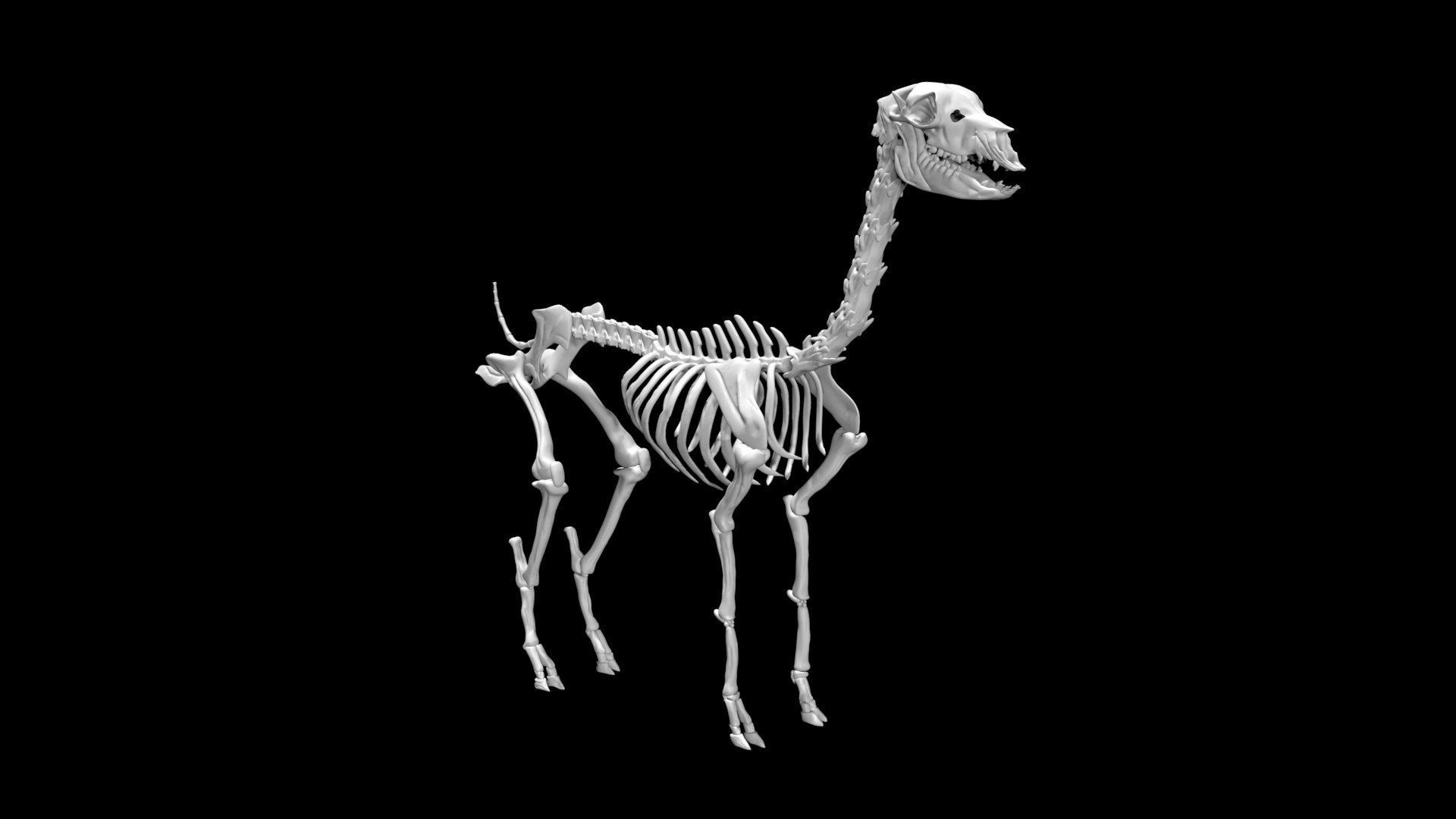 alpacaskeleton1.jpg