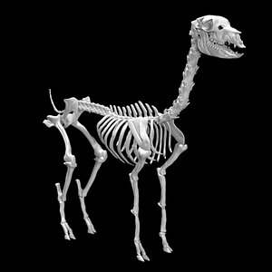 3D model Alpaca skeleton