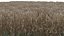 Corn field