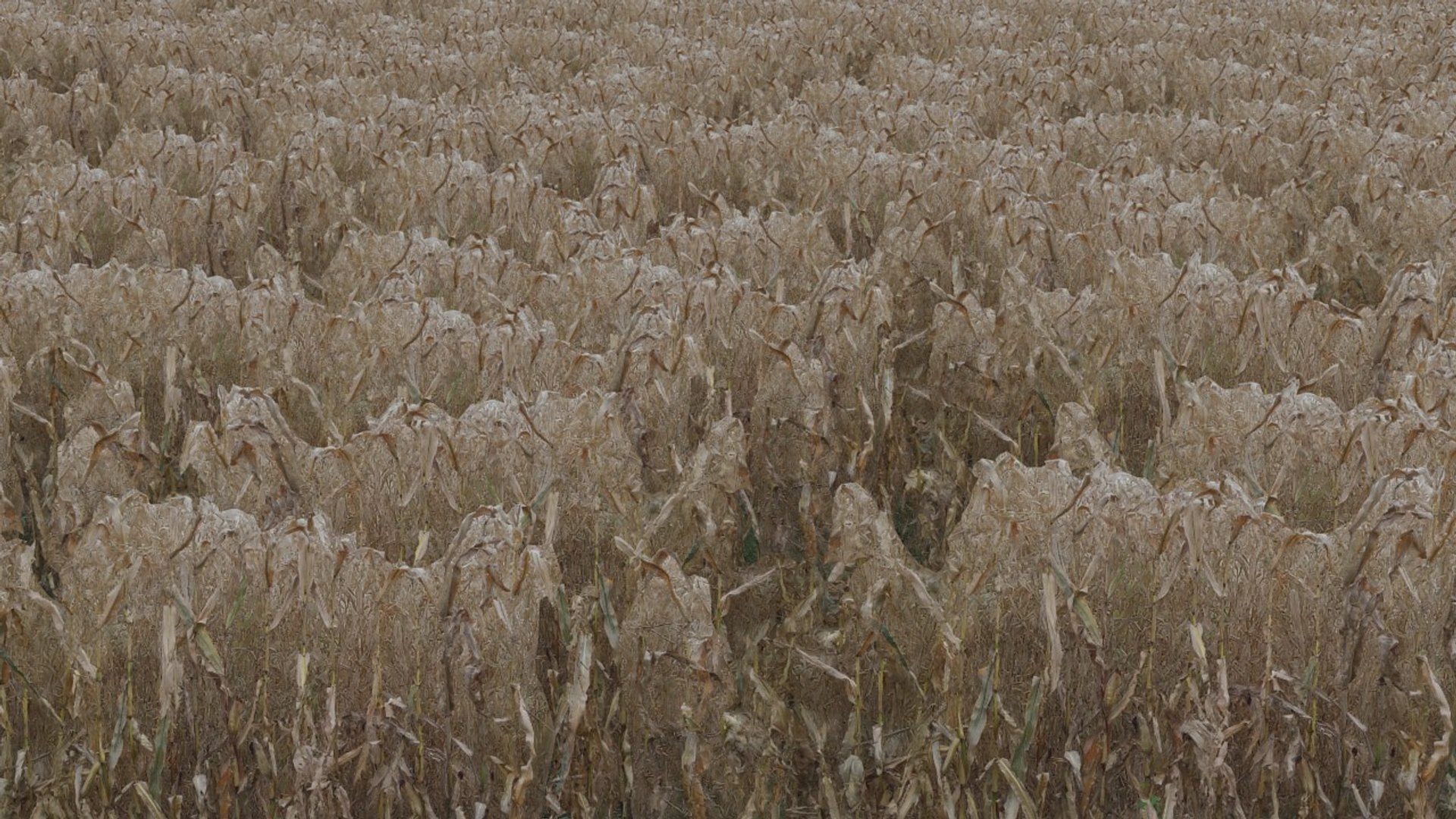 corn field max https://p.turbosquid.com/ts-thumb/ej/48DhzA/E631k2sT/a3/jpg/1415064882/1920x1080/fit_q87/3824401d9f00e64f2ec77666bbbee3df2f024499/a3.jpg