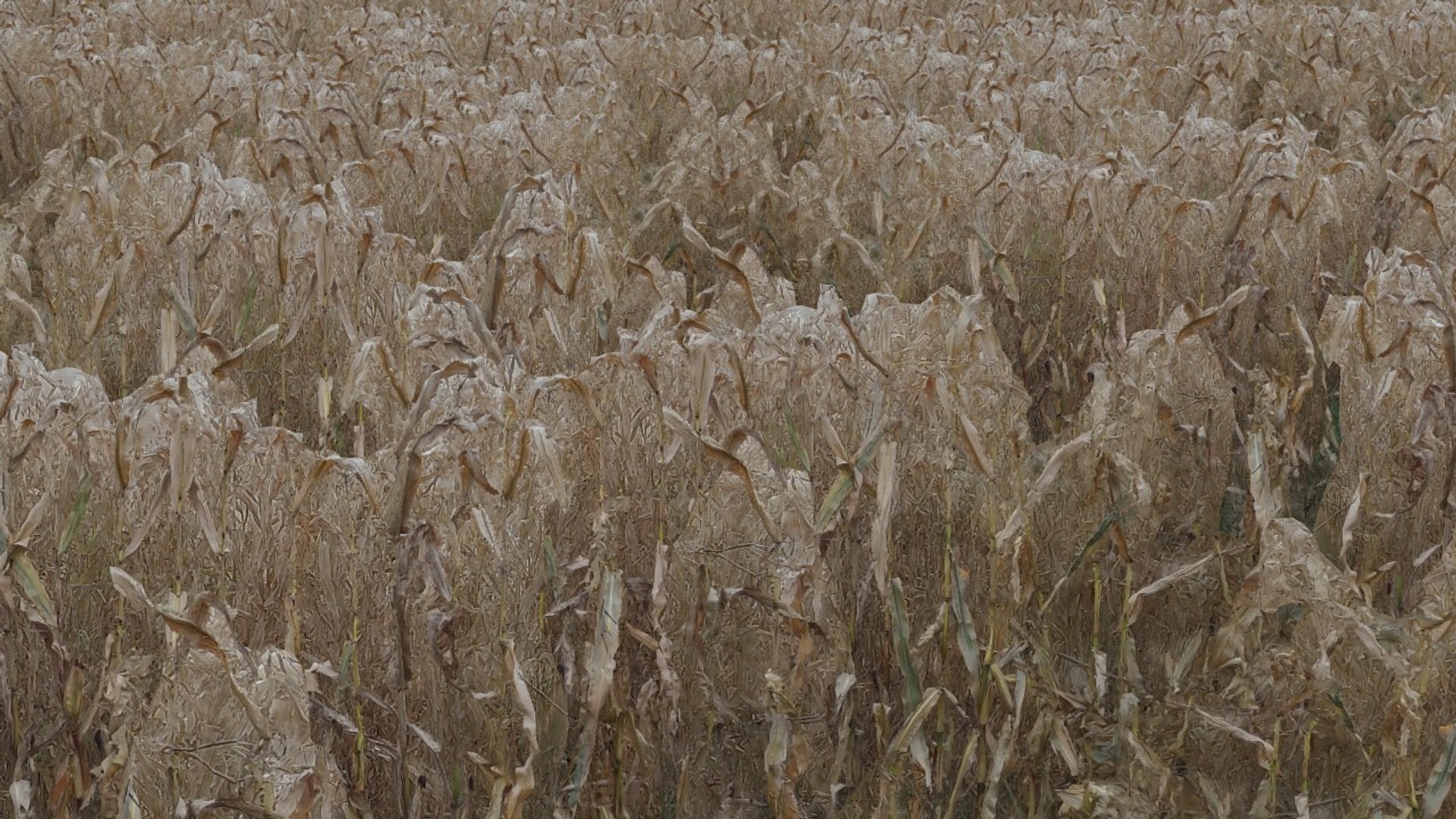 corn field max https://p.turbosquid.com/ts-thumb/ej/48DhzA/EMtx31sz/a44/jpg/1415064883/1920x1080/fit_q87/31678b3de2b7338b1f66be2c11684f8daa993361/a44.jpg