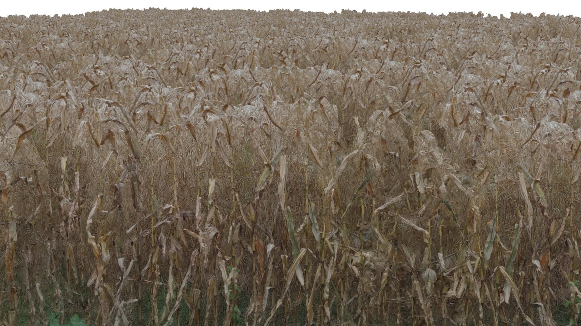 corn field max https://p.turbosquid.com/ts-thumb/ej/48DhzA/GLjVr3gq/0000/jpg/1415064863/1920x1080/fit_q87/ed994c9ef7df9acc00e11da2397f5bad1bb2072d/0000.jpg