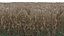 Corn field