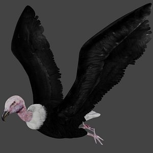 vulture rigged 3D
