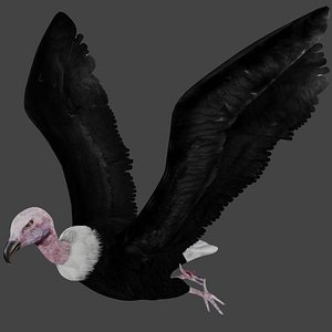 Vulture Rigged Low Poly