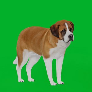 3D Saint Bernard Dog