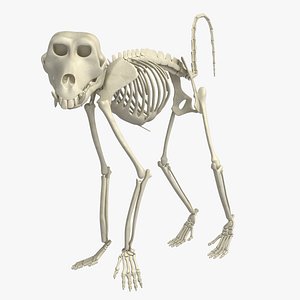 Baboon Monkey Skeleton