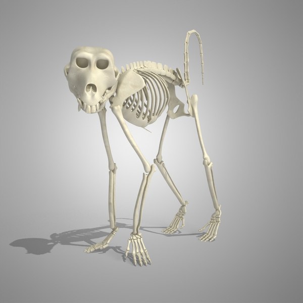 ヒヒ猿の骨格3Dモデル - TurboSquid 728975