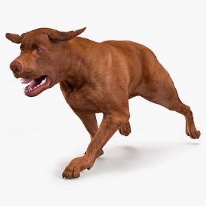 Running Brown Retriever Dog Animated Rigged model