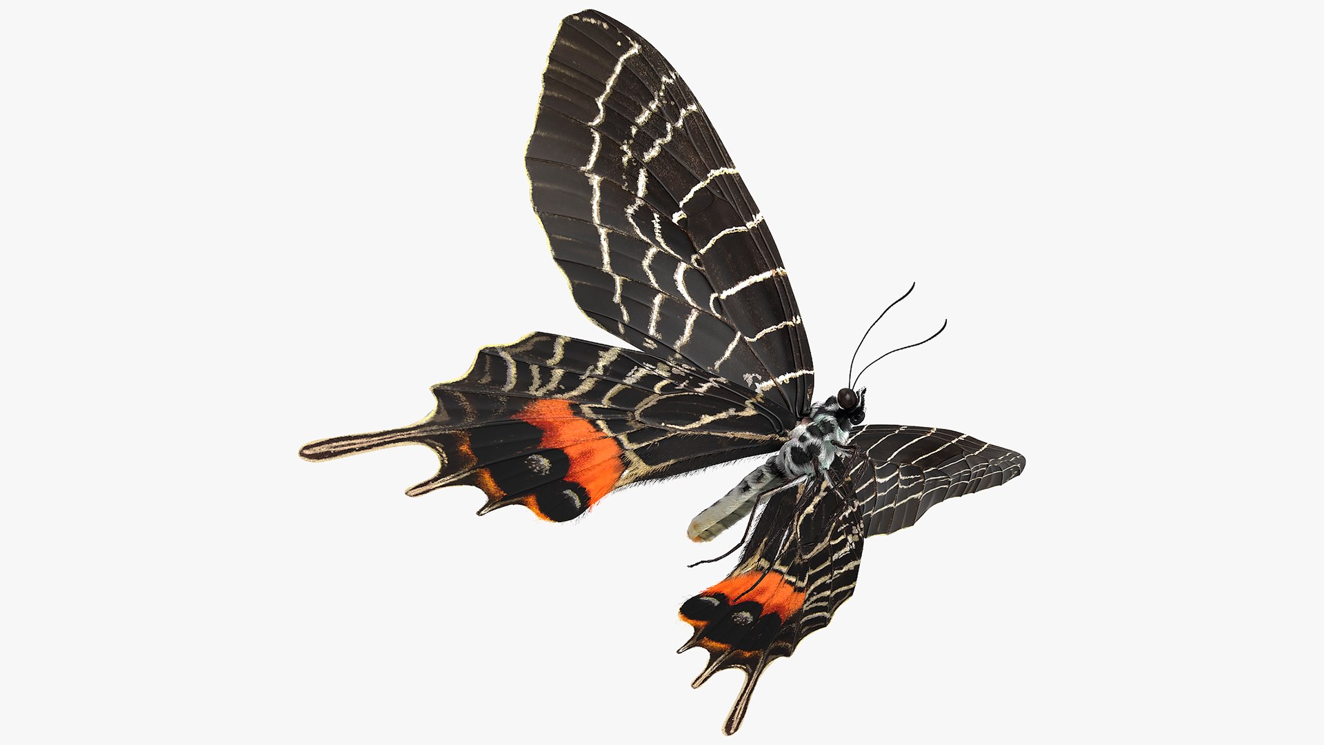 Animated Flight Bhutan Glory Butterfly with Fur 3D model preview