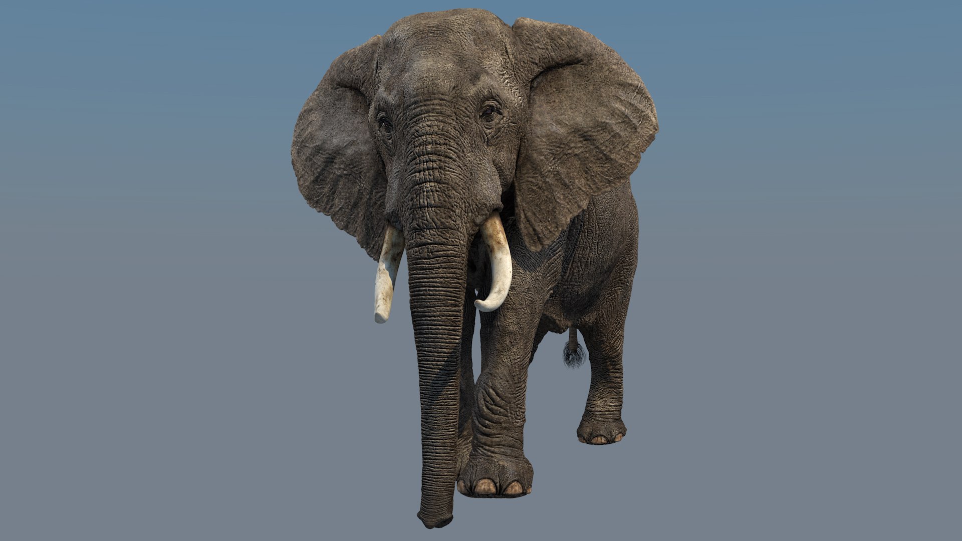 Photorealistic Elephant Rigging 3d Max