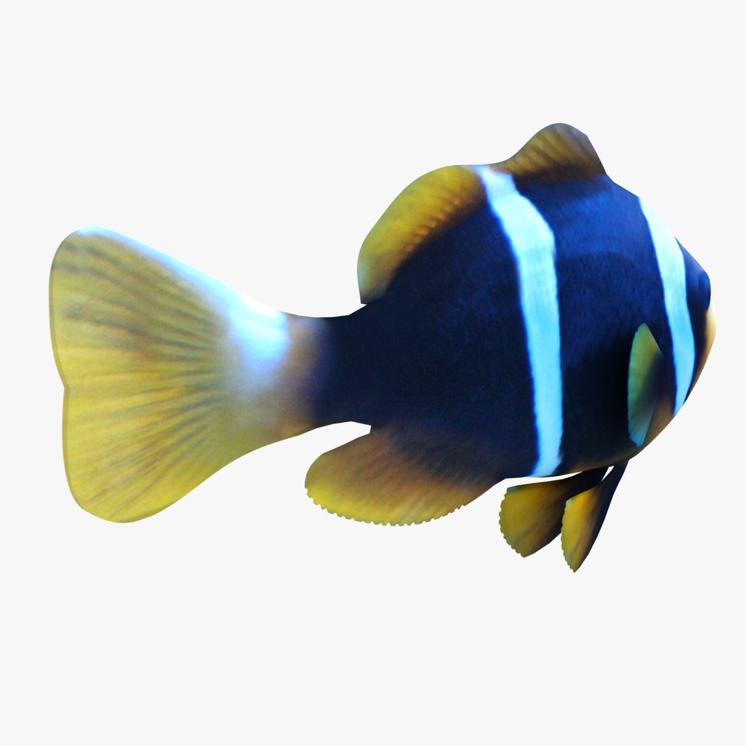 3d Allard Clownfish Model