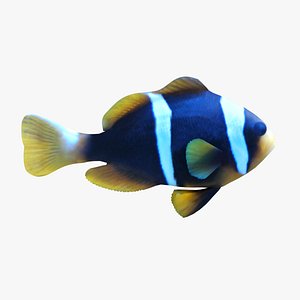 3d allard clownfish model