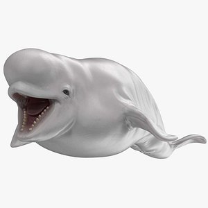 Beluga Whale Young Rigged for Maya