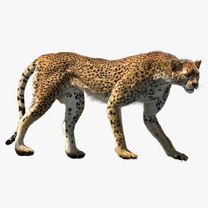 Cheetah Fur (Rigged)